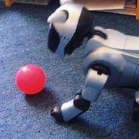 Image: Aibo at home