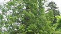 Metasequoia glyptostroboides