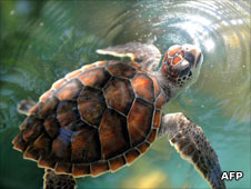 Hawksbill turtle
