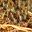 Ants