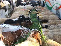 قربانی کے جانور