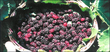 دتوتانو مېله