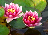 قطره اوسوتره