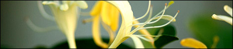 Honeysuckle