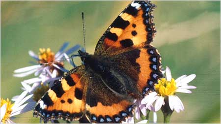 Small Tortoiseshell