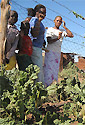 Organic farm in Kibera