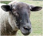 A really fearsome sheep