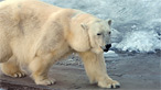 polar bear