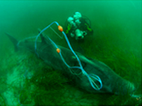  A basking shark off the Cornish coast