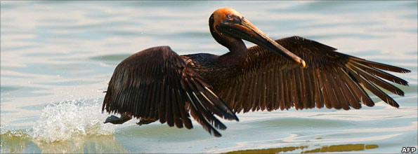 Brown pelican