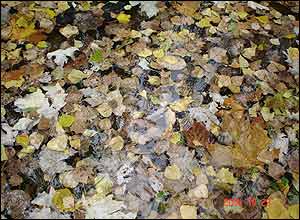 ميلاد رشيدی