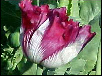 پوست کا پھول