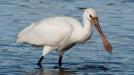 spoonbill.jpg