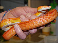 Orange rat snake