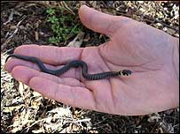 Grass snake