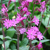 Silene dioica