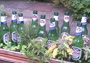 10 Green Bottle Standing On A Wall