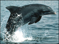 ڈولفن