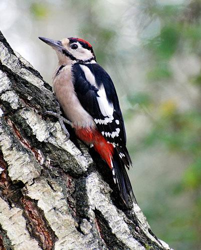 great spotted woodpecker