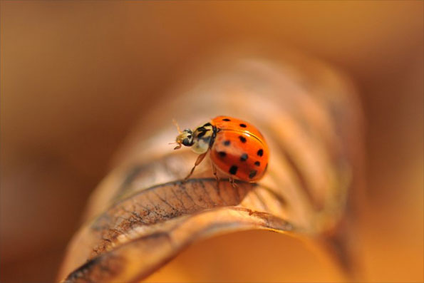 Your pictures of autumn