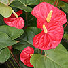 Anthurium andreanum