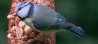 Blue Tit