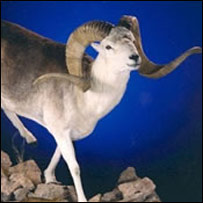 آهوی مارکوپولو