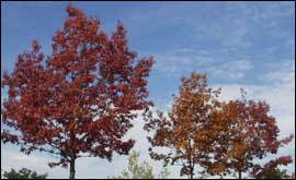 Trees