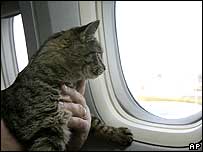 A gata Emily durante sua viagem de avião aos Estados Unidos