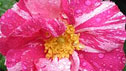 Rosa gallica