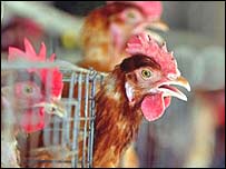 Shpendët shtëpiakë të rrezikuar nga epidemia e gripit