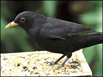 Blackbird - copyright Mike Read