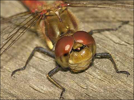 Common Darter © Tony Coombs