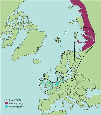 Map of Bewick's swan migration (Image: Robinson et al 2004)