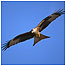 Galloway Forest (Image: Red Kite c/o RSPB Images/Gomersall)