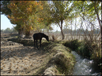 ضايعات آب درجوی