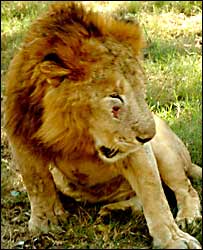 संकर प्रजाति के शेर