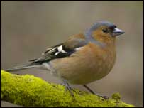 Chaffinch