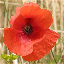 Poppy. (papaver rhoeas) 