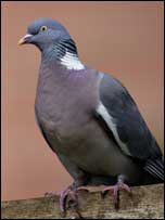 Wood Pigeon