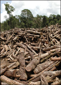 Gelondongan kayu dari hutan Amazon