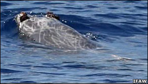 Blainvilles beaked whale