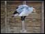 Secretary Bird