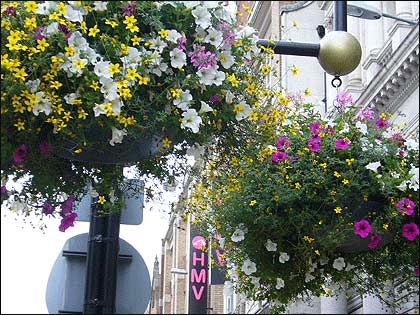 Hanging baskets 