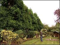 Man standing by giant hedge