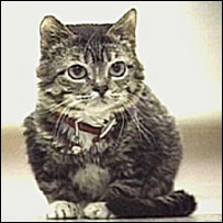 دنړۍ ترټولو وړه پيشۍ