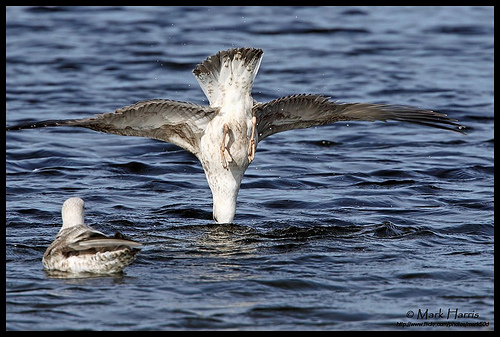 topsy turvy herring gull
