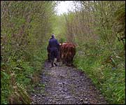 Moving the cows