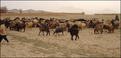 اسهال در حيوانات