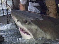 Velký bílý žralok